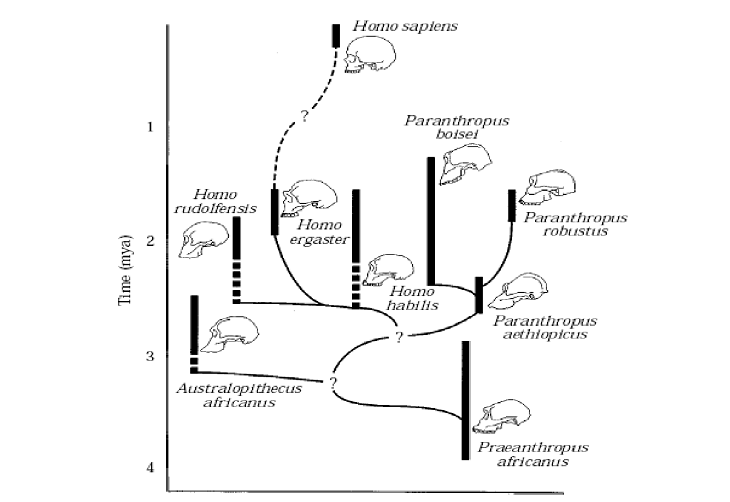 Figure 1 - Typical Phyletic Tree